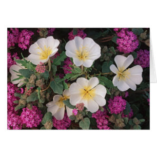 Desert Evening Primrose and Desert Sand Verbena,