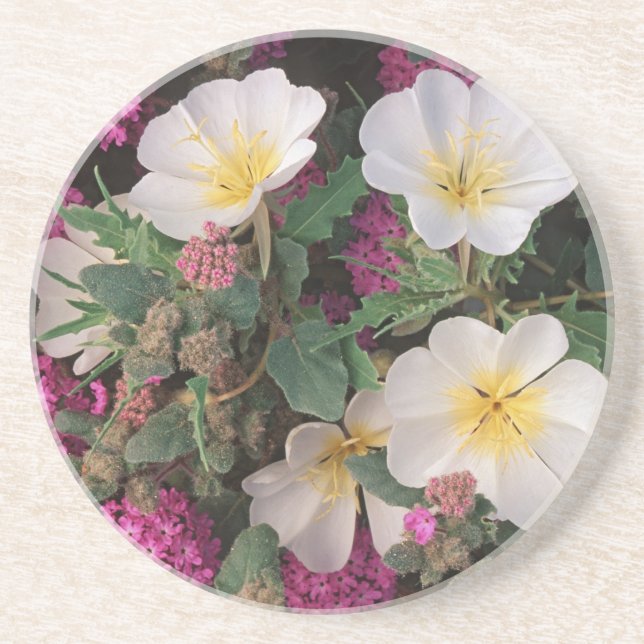 Desert Evening Primrose and Desert Sand Verbena, Coaster (Front)