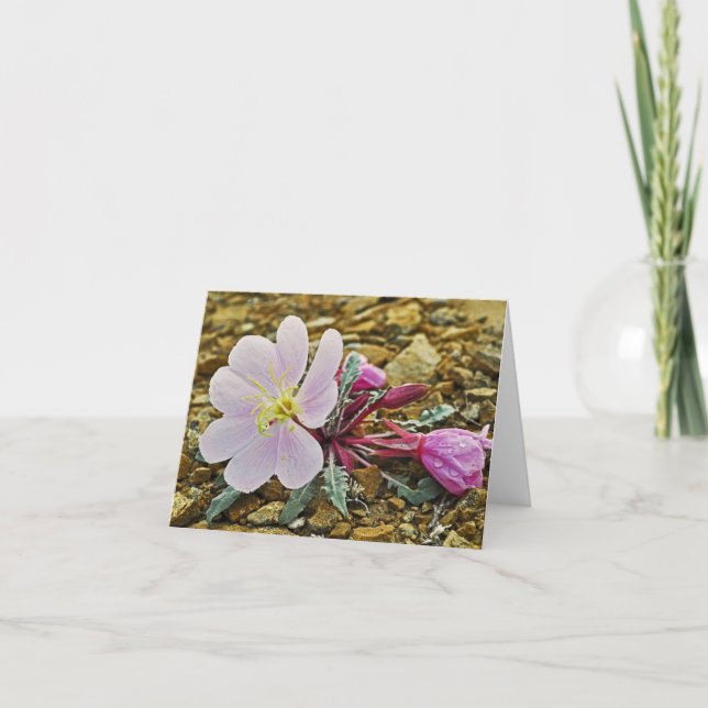 Desert Evening Primrose Notecard (Front)