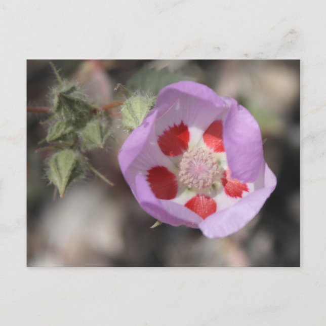 Desert Five Spot Postcard (Front)