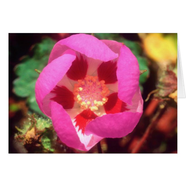 Desert Five Spot Wildflower (Front Horizontal)