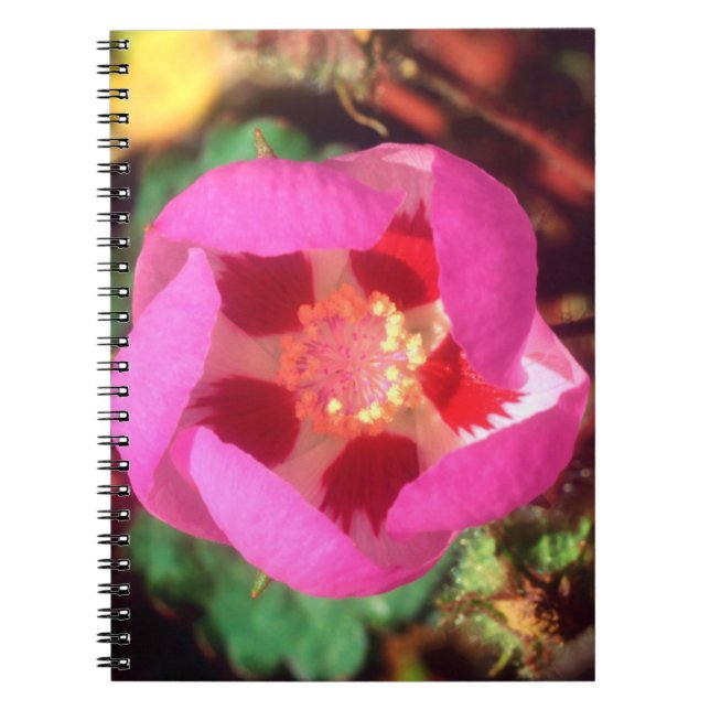 Desert Five Spot Wildflower Notebook (Front)
