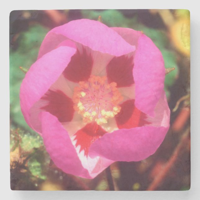 Desert Five Spot Wildflower Stone Coaster (Front)