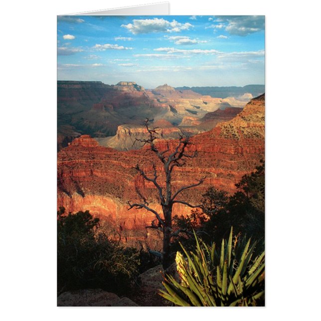 Desert Flora (Front)