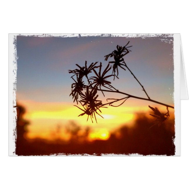 Desert Flower on Sunset Blank Card (Front Horizontal)