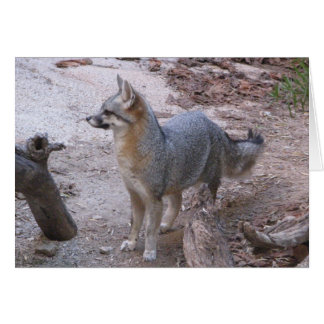 Desert Fox
