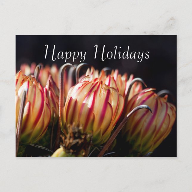 Desert Holiday in Bloom, Happy Holidays (Front)
