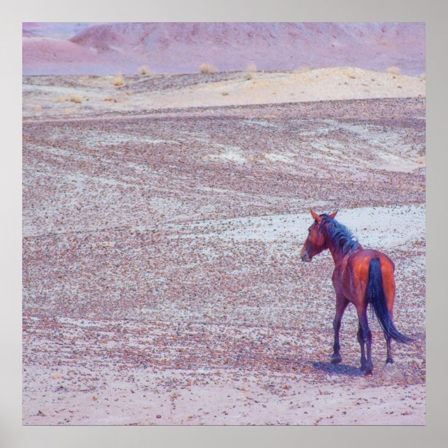 Desert Horse P8640 Poster (Front)