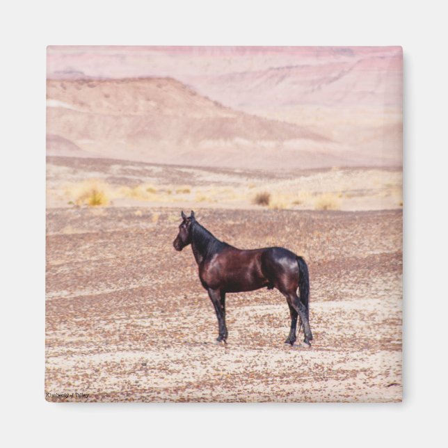 Desert Horse P8664 Magnet (Front)