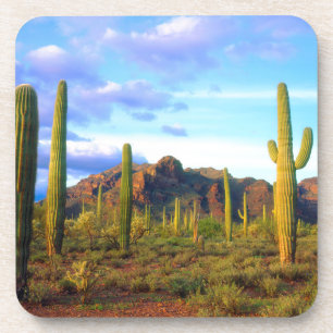 Desert in springtime coaster