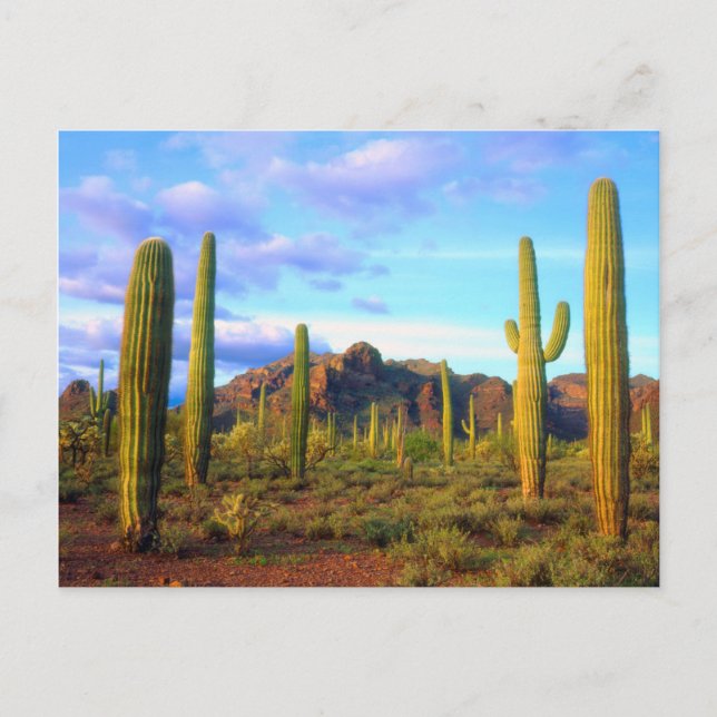Desert in springtime postcard (Front)