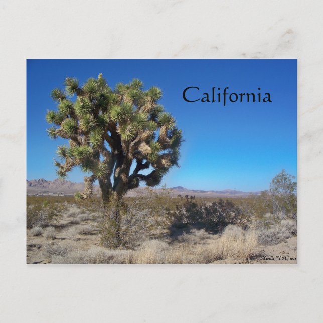 Desert Joshua Tree Postcard (Front)