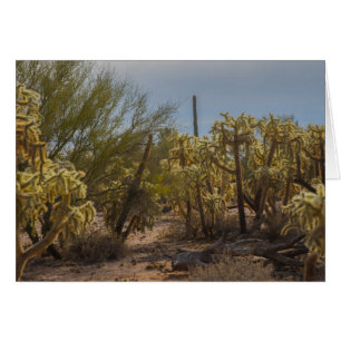 Desert La Cholla Cactus Photo Greeting Card