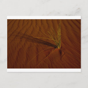 Desert life postcard
