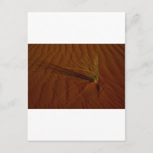 Desert life postcard