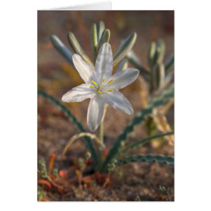 Desert Lily Wildflowers