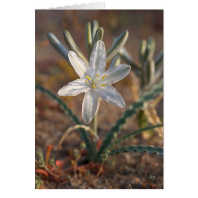 Desert Lily Wildflowers (Front)