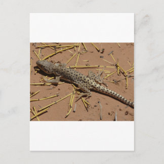 desert lizard postcard
