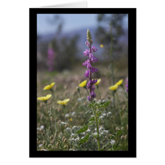 Desert Lupine