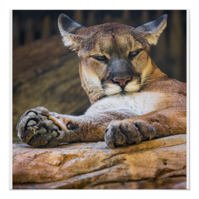 Desert Monarch: The Resting Cougar Poster (Front)