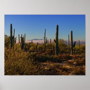 Desert Morning Poster