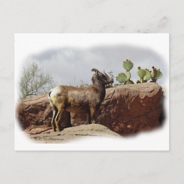 Desert Mountain Sheep Postcard (Front)