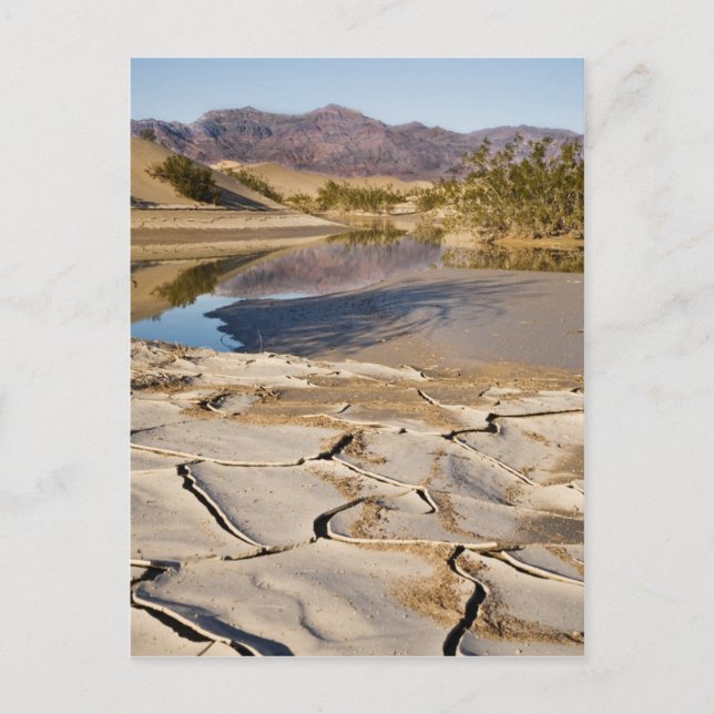 Desert Oasis Postcard (Front)