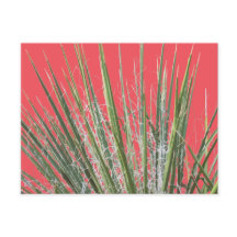 Desert Plant Garden Postcard