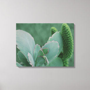 Desert Plants Canvas Print