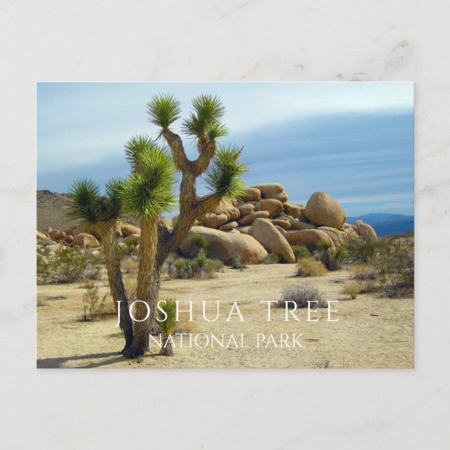 Desert Plants, Giant Boulders, Joshua Tree NP CA Postcard (Front)