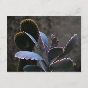Desert Plants Postcard