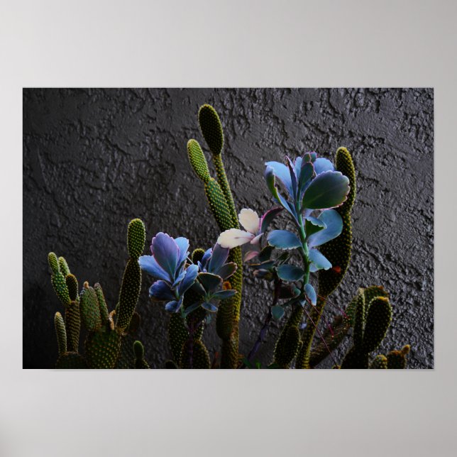 Desert Plants Poster (Front)