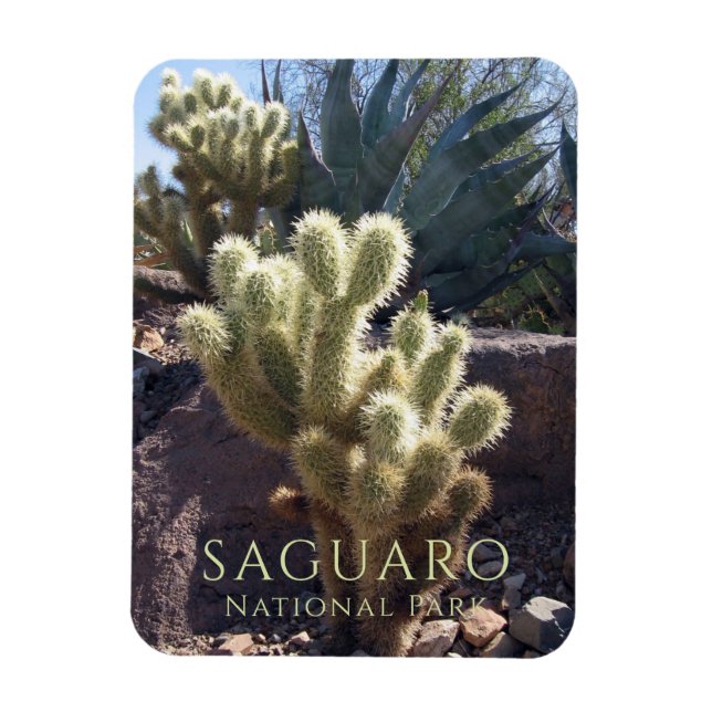 Desert Plants Saguaro National Park Arizona Magnet (Vertical)
