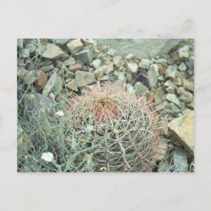 Desert Poetry Cactus Arizona Photo Postcard