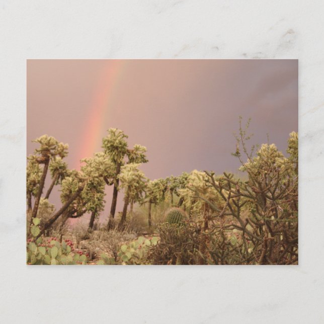 Desert Rainbow Postcard (Front)