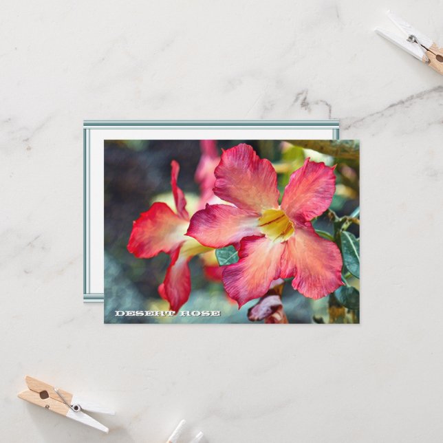 Desert Rose: Flat Card (Front/Back In Situ)