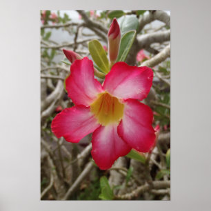 Desert Rose Flower Poster