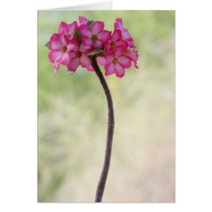 Desert rose in pink