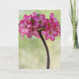 Desert rose in pink card