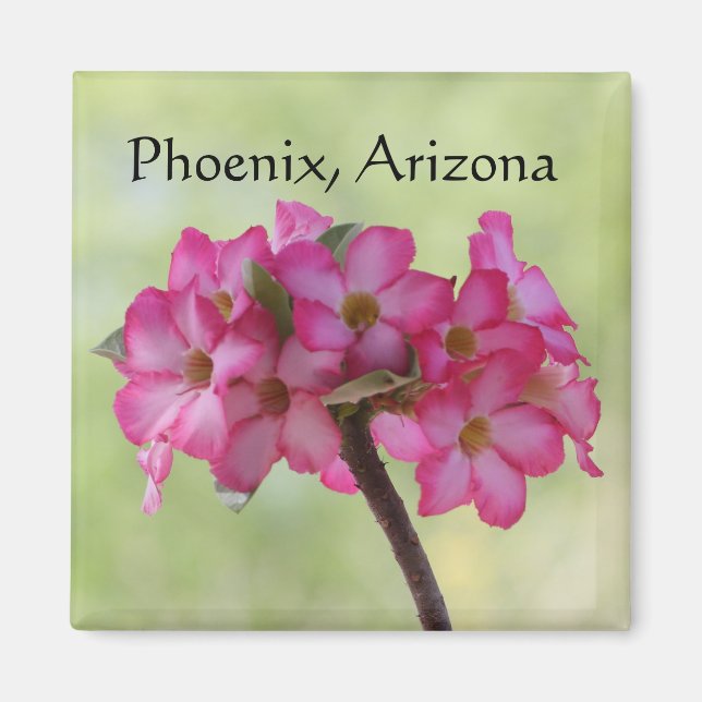 Desert rose in pink Phoenix, AZ Magnet (Front)