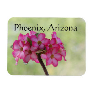 Desert rose in pink Phoenix, AZ Magnet