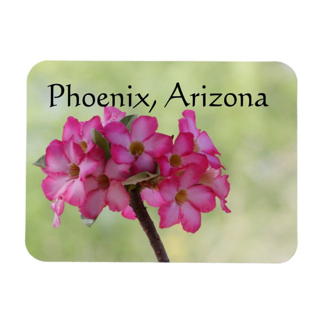 Desert rose in pink Phoenix, AZ Magnet (Horizontal)