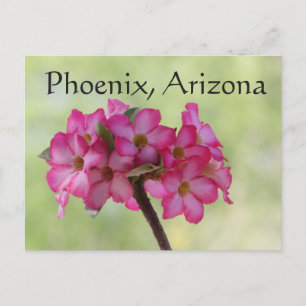 Desert rose in pink Phoenix, AZ Postcard