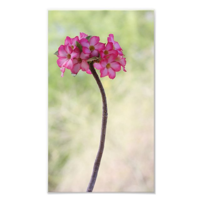 Desert rose in pink photo print (Front)