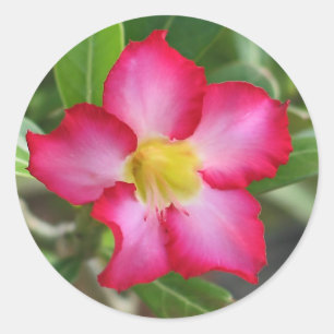 Desert Rose Sticker