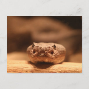 Desert Snake Postcard