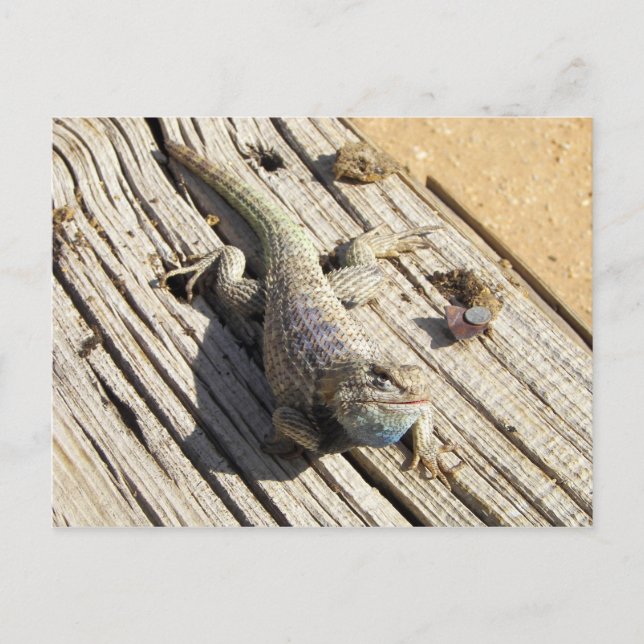 Desert Spiny Lizard Postcard (Front)