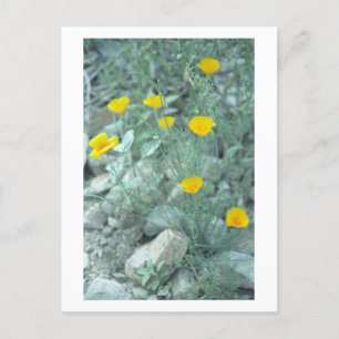 Desert Spring Sonoran Arizona Photo Carte postale