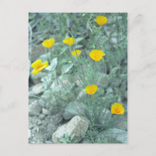 Desert Spring Sonoran Arizona Photo Postcard