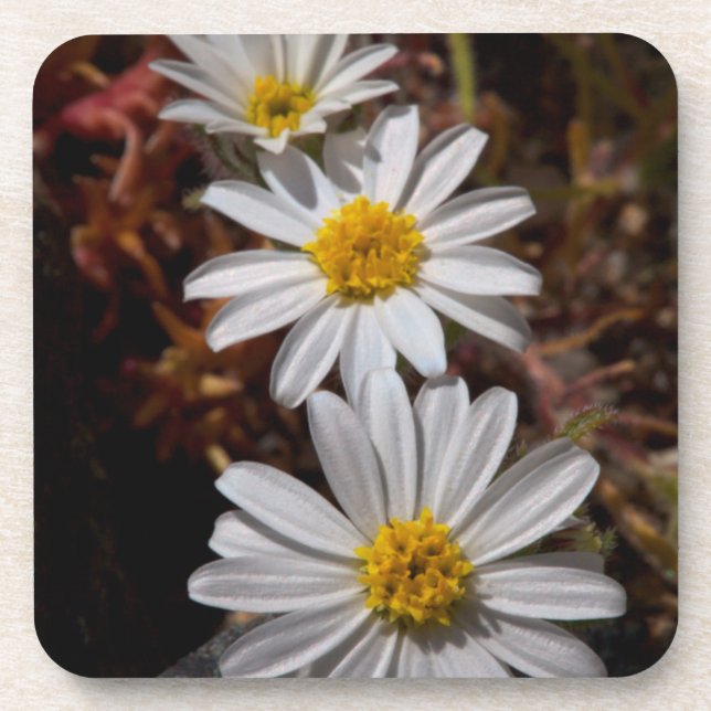 Desert Star Wildflowers Coaster (Front)
